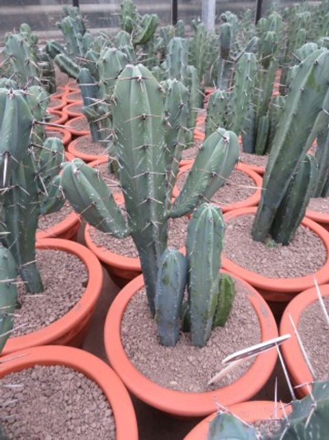 Myrtillocactus geometrizans