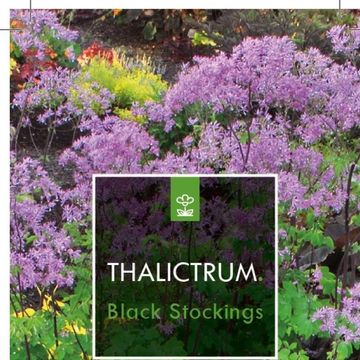 Thalictrum 'Black Stockings'