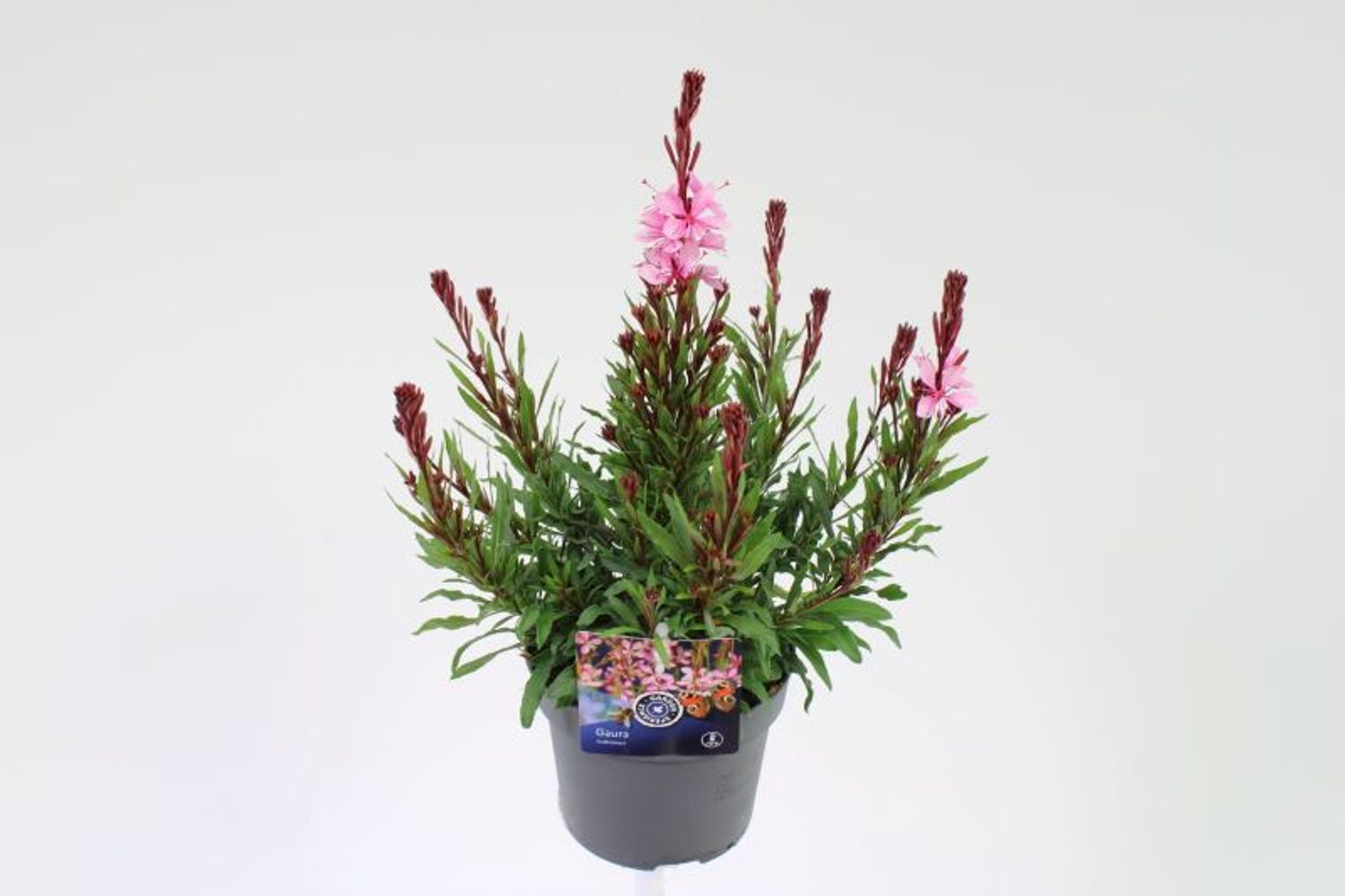 Gaura lindheimeri GAUDI ROSE — Plant Wholesale FlorAccess