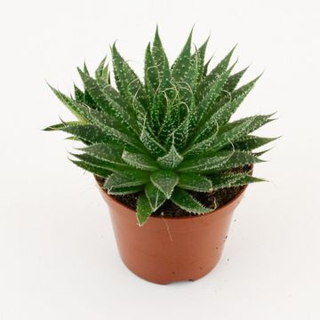 Aloe aristata