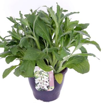 Digitalis purpurea 'Hanabee White'