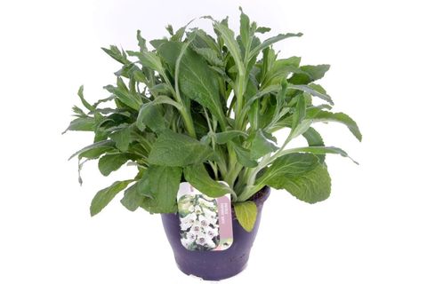 Digitalis purpurea 'Hanabee White'