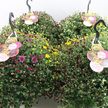 Chrysanthemum SKYFALL MIX IN POT