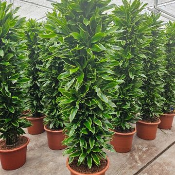 Dracaena fragrans 'Golden Coast'