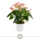 Anthurium SPIRIT