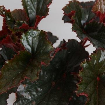 Begonia 'Black Magic'