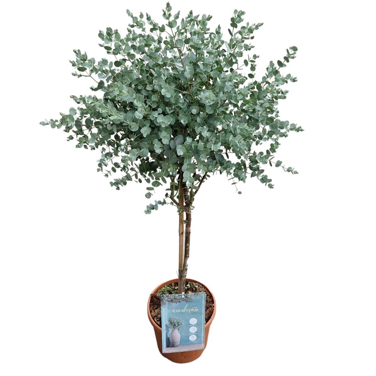 eucalyptus-gunnii-plant-wholesale-floraccess