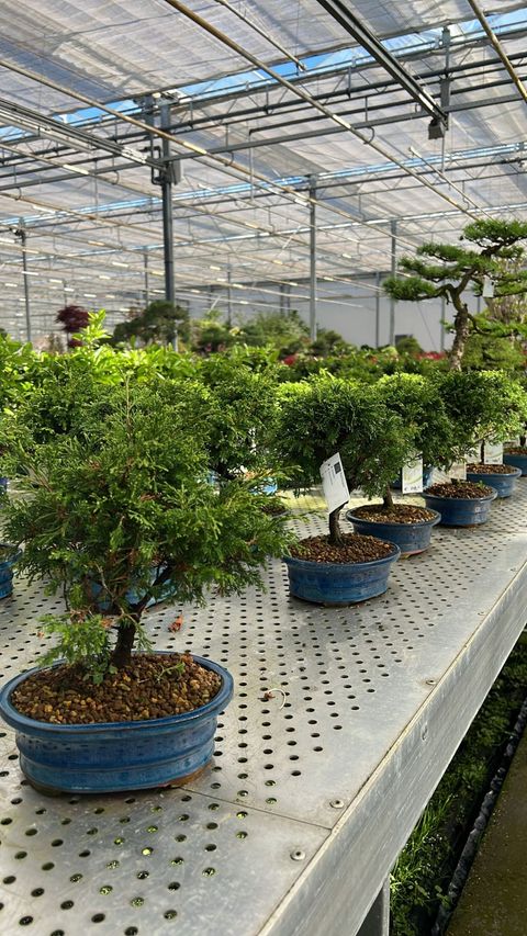 Chamaecyparis obtusa — Plant Wholesale FlorAccess