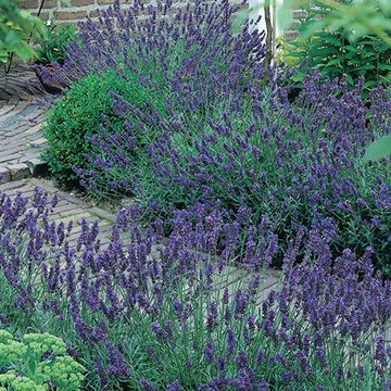 Lavandula angustifolia 'Хидкот'