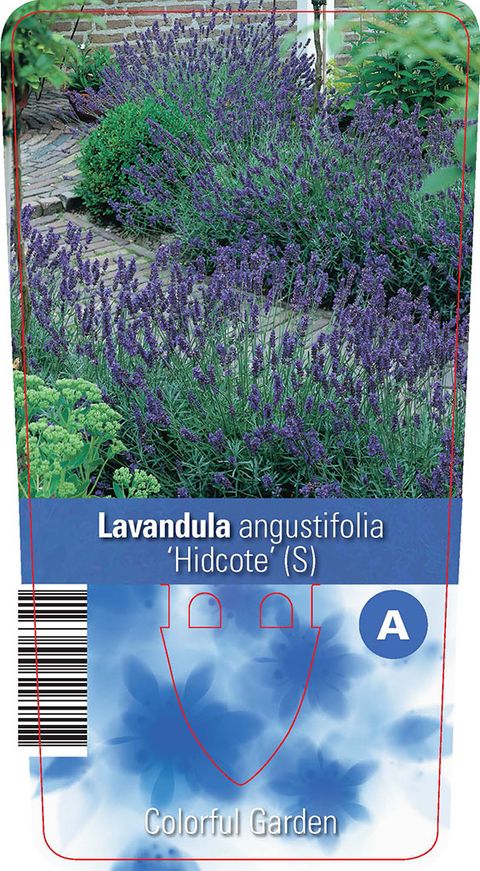 Lavandula angustifolia 'Хидкот'