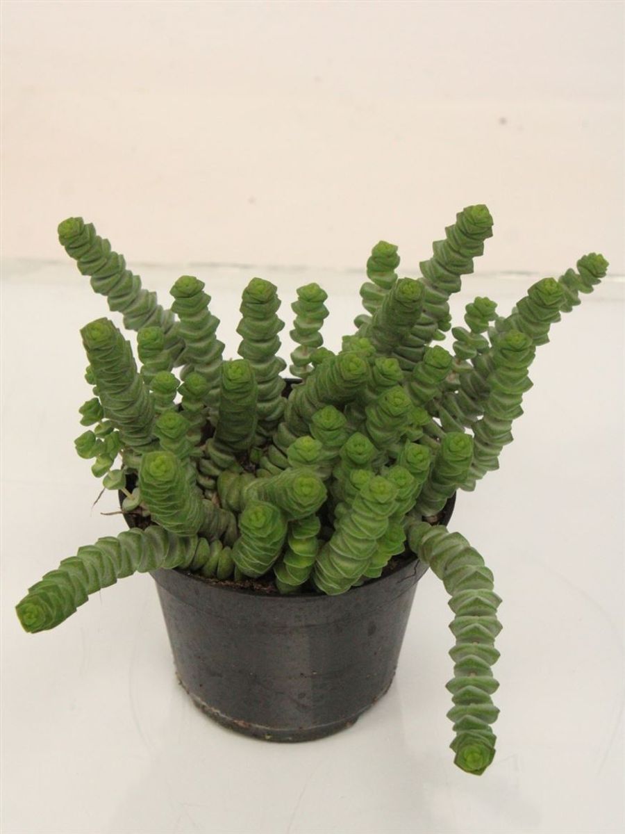 Crassula marnieriana 'Hottentot' — Plant Wholesale FlorAccess