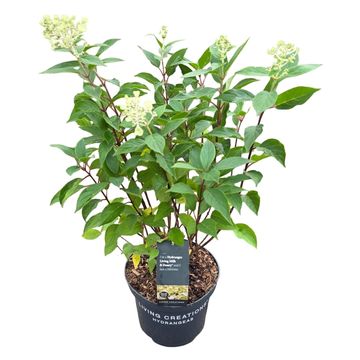 Hydrangea paniculata LIVING MILK & HONEY