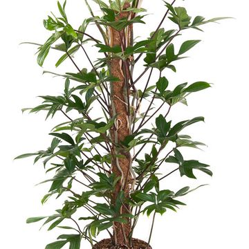 Philodendron pedatum