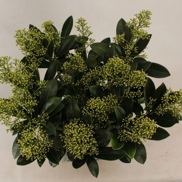 Skimmia japonica 'Finchy'