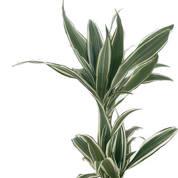 Dracaena fragrans 'White Stripe'