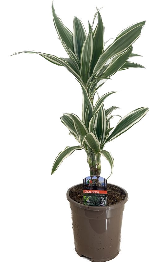 Dracaena fragrans 'White Stripe'