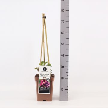 Rosa RHAPSODY IN BLUE