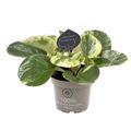 Peperomia obtusifolia 'Green Gold'