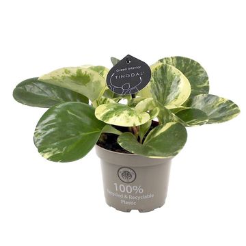 Peperomia obtusifolia 'Green Gold'