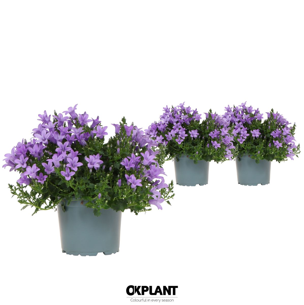 Campanula portenschlagiana 'Ambella Lavender' — Plant Wholesale FlorAccess