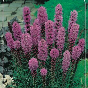 Liatris spicata 'Kobold'