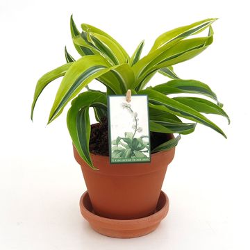 Dracaena MIX