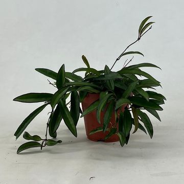 Hoya wayetii