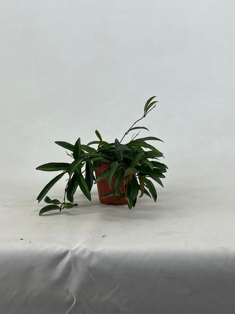 Hoya wayetii
