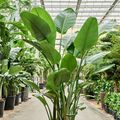 Strelitzia nicolai