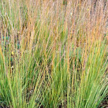 Molinia caerulea 'Heidebraut'