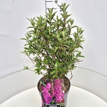 Buddleja davidii 'Pink Delight'