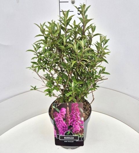 Buddleja davidii 'Pink Delight'