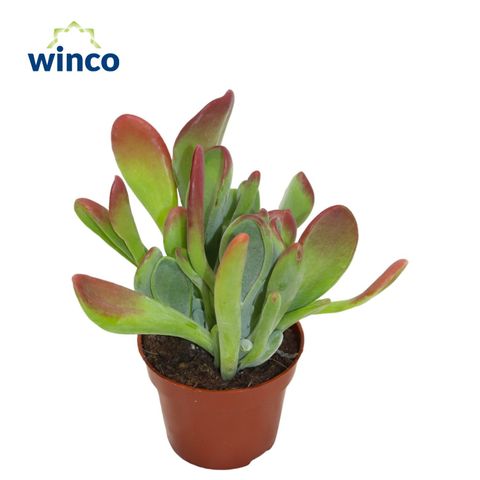 Kalanchoe luciae 'Oricula'