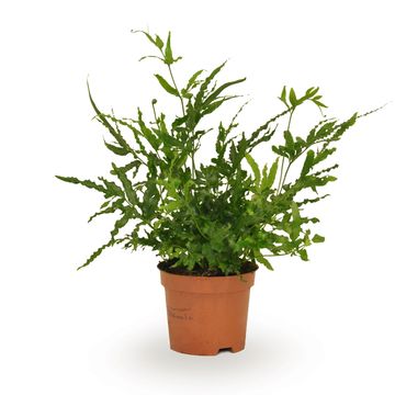 Pteris ensiformis 'Evergreen'