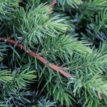 Juniperus conferta 'Schlager'