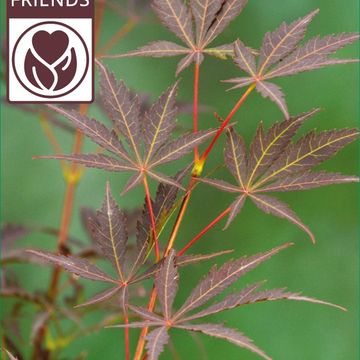 Acer palmatum 'Sumi-nagashi'