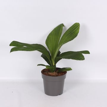 Carludovica 'Jungle Drum'