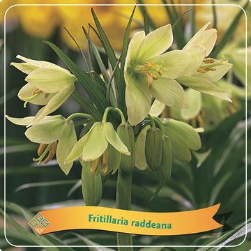 Fritillaria MIX