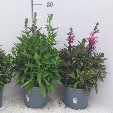 Lobelia x speciosa MIX