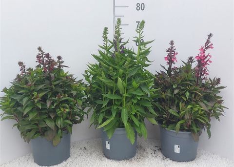 Lobelia x speciosa MIX