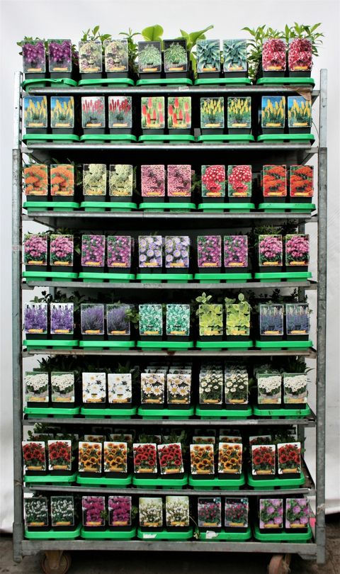 Çok yıllık bitkiler MIX