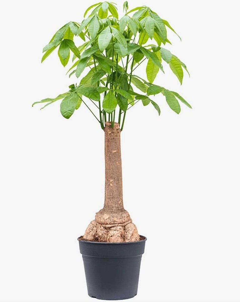 Pachira aquatica — Plant Wholesale FlorAccess
