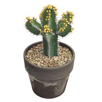 Euphorbia polyacantha