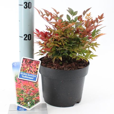 Nandina domestica 'Gulf Stream'