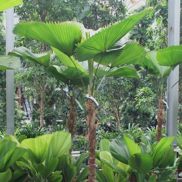 Licuala grandis
