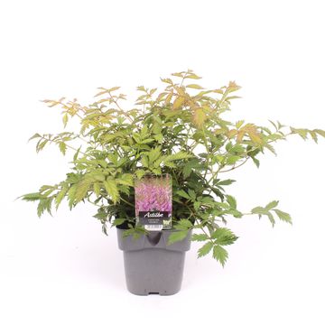 Astilbe chinensis 'Pumila'