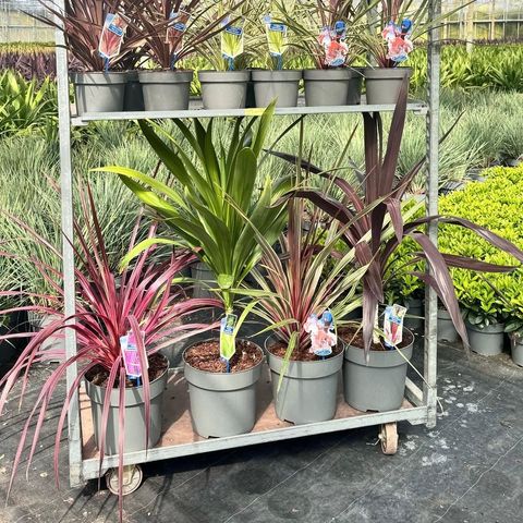 Cordyline MIX