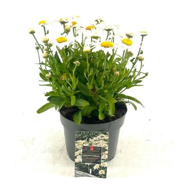 Leucanthemum 'Madonna'