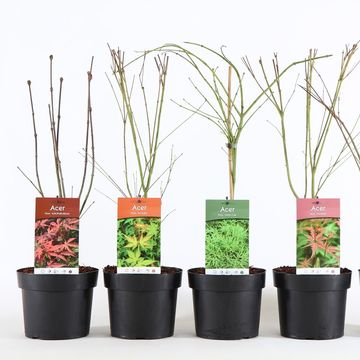 Acer palmatum MIX