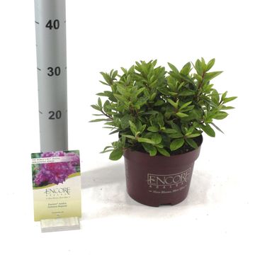 Rhododendron ENCORE AUTUMN MAJESTY